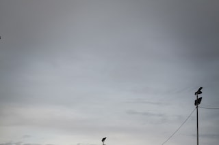 Pedro Bayeux - manaus - 16_06 38