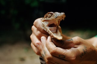 Daniel Jack Lyons, “Pet Crocodile”&#160;(2019)