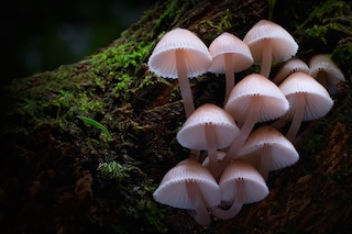 FUNGI - WEB OF LIFE_Fungi - Image 1 by Stephen Axf