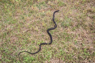 Mile O&#39; Mud by Malcolm Lightner