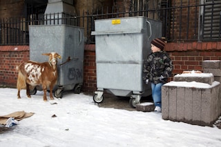 ESTATE_BC_kid_goat