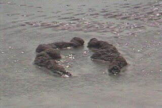 Ana Mendieta’s La Tierra Habla (The Earth Speaks)