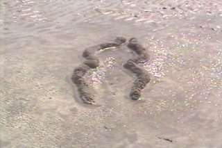 Ana Mendieta’s La Tierra Habla (The Earth Speaks)