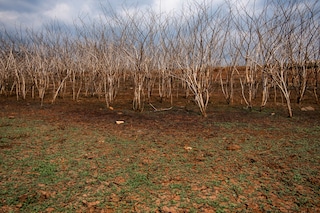 Tashiya de Mel photographer