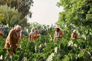 Ourika Community Gardens