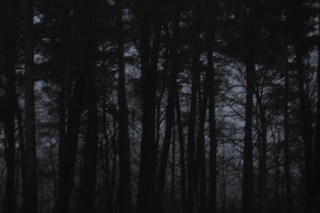Black_Horror_Forest_by_Sundeal