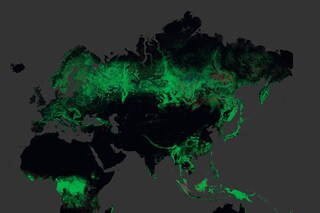 Global forest change