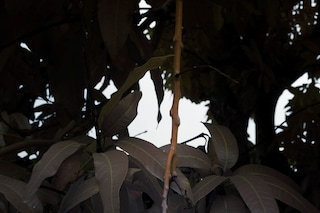 Leonard Pongo, &quot;Untitled&quot; (2020), Primordial Earth Series