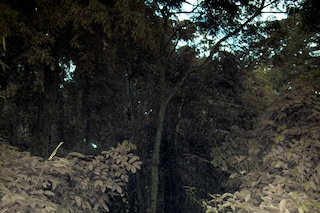 Leonard Pongo, &quot;Untitled&quot; (2020), Primordial Earth Series