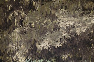 Leonard Pongo, &quot;Untitled&quot; (2020), Primordial Earth Series