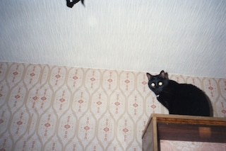 Nika Sandler, My Nonhuman Friends 