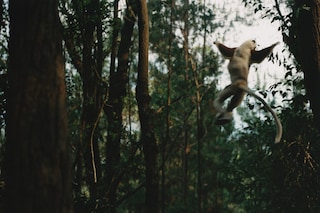 Record Stefan Dotter rainforest book photography