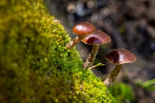 Psilocybin mushrooms growing on a mossy tree