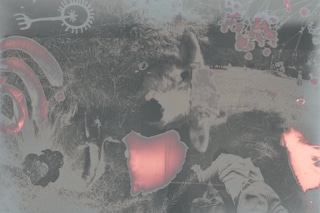 Eoin Conroy, Time Sheep