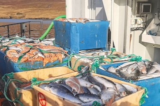 Open-pen salmon farming in Iceland Bjork