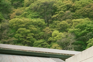Morgan Quaintance, Fukushima, (2024) 35mm colour p