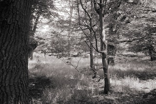 Maximilian Kilworth, A Summer Built on Softness (2025)