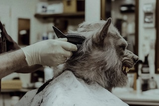 Mane Character Syndrome, FAIK Magazine, 2025