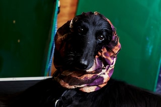 Crufts Dazed Beauty
