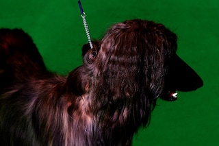 Crufts Dazed Beauty