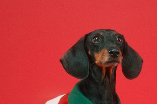 The Gucci Pet Collection