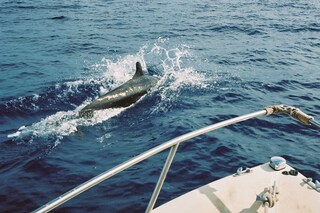 Island Time, Vivian Kim (2022)