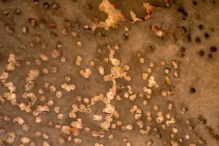 Debi Cornwall_Kamal Jabour (Detail) - 2025