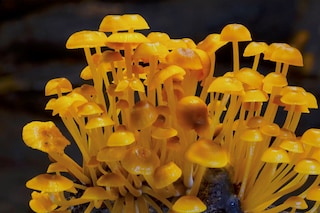 FUNGI - WEB OF LIFE_FILM STILL 6