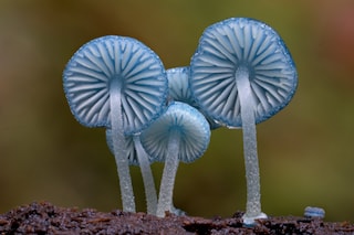 Fungi: Web of Life