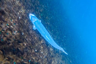 Open-pen salmon farming in Iceland Bjork