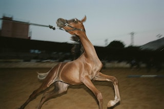 Adam Rouhana, Before Freedom