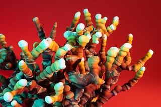 Phyllis Ma, Mushrooms &amp; Friends #4 (self-published, 2025). 