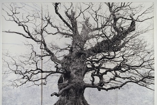 Tacita Dean, “Majesty” (2006)