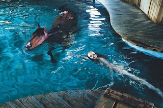 Steven Klein, “Horse Pool” (2005)