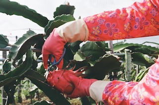 Angela Yu Hsin, Fong Ti&#225;o Yǔ Sh&#249;