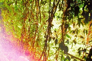 The Book of the Holy Face