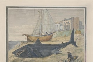 Unknown Artist- The Squalus Maximus or Basking Sha