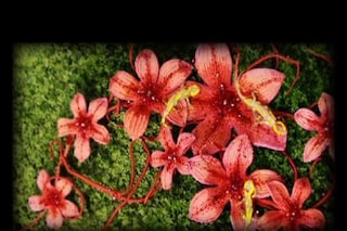 Stills from the animated film 'Naiade'