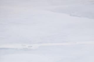 Polar Bear with Cub in Fram Strait