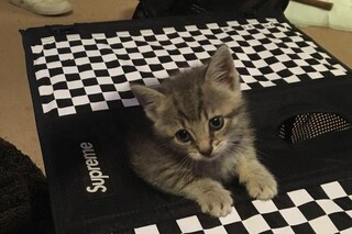 @rafthecat Raf The Cat Instagram streetwear