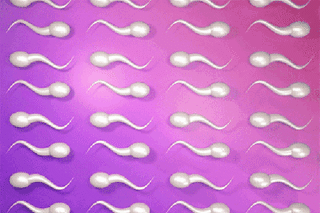 sperm