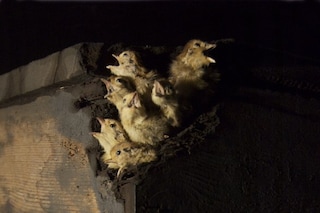 Polly Morgan 'Detail from Carrion Call'