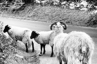 Dartmoor sheep (@ben_toms