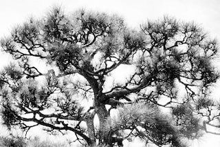 	Trees in Kamakura, Japan (@ben_toms) 