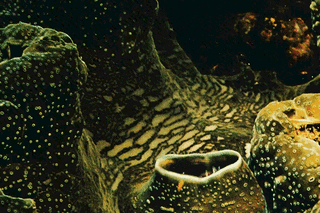 Nathaniel Whitcomb Gif