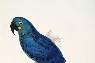 Painting by Edward Lear of a Lear's Macaw which he