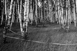 birch