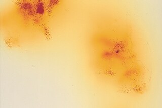 Blushes #105 Wolfgang Tillmans