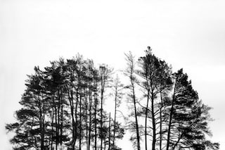 Arkhangelskoe Study #5 