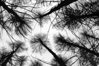 At night under the larches